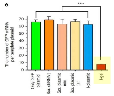 주형 플라스미드 당 GFP mRNA 의 발현 수